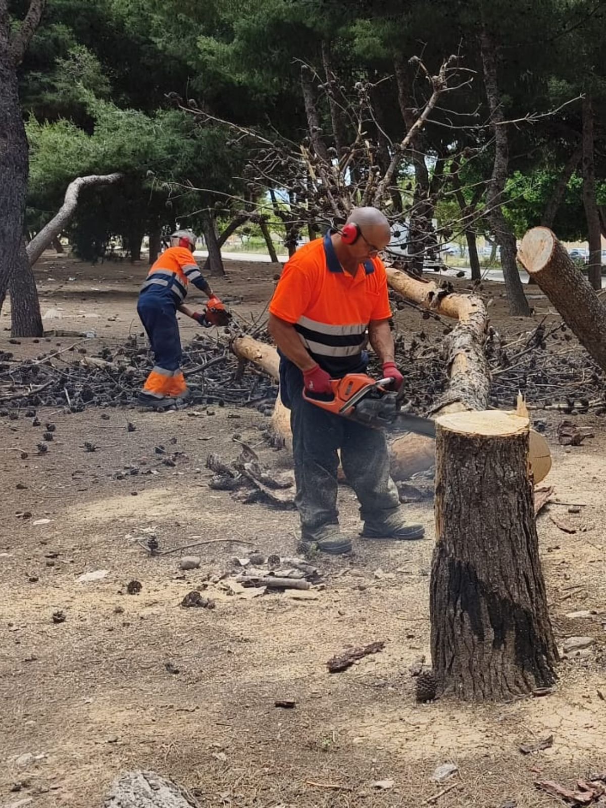 Trabajos de poda y mantenimiento del pinar del Parque Empresarial Guadalhorce