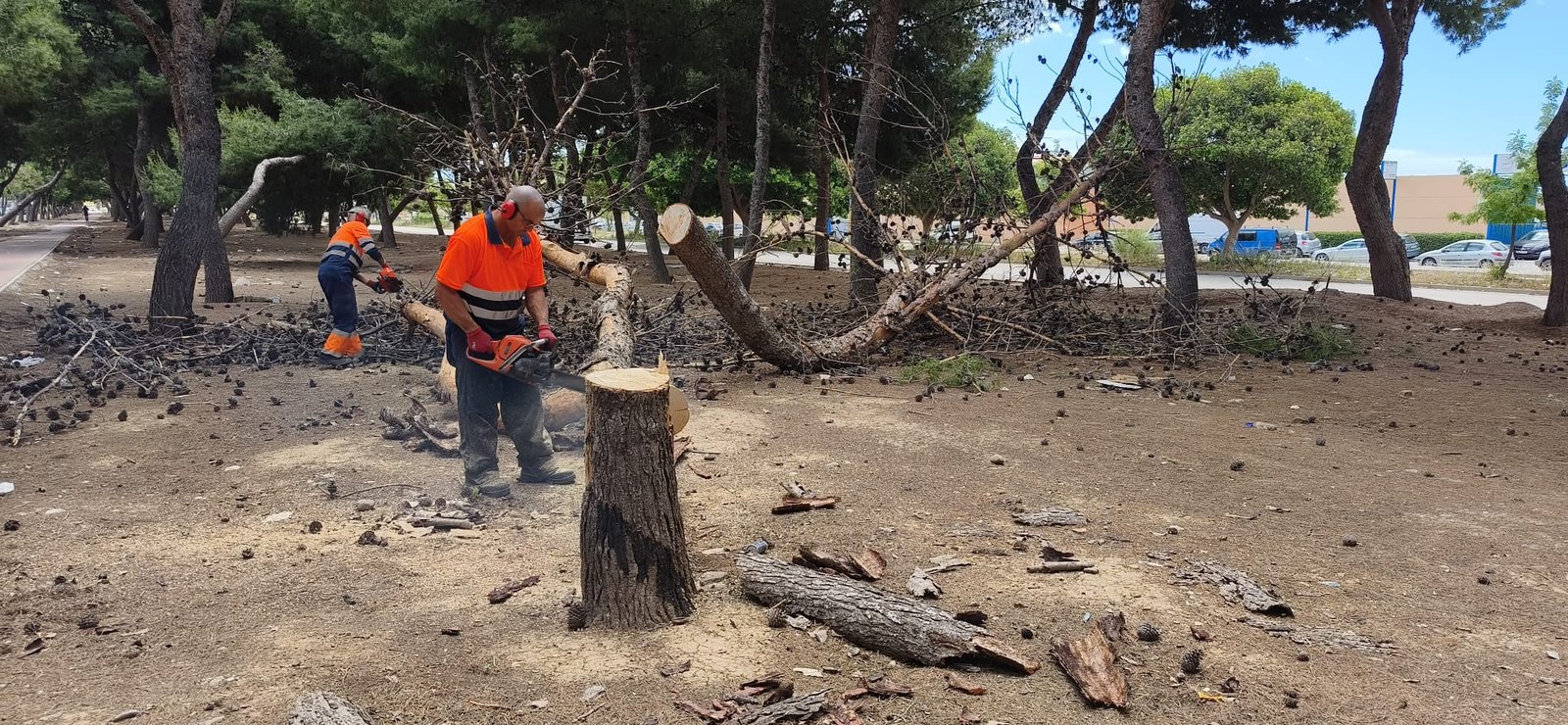 Trabajos de poda y retirada de arbolado en una zona verde del Parque Empresarial Guadalhorce